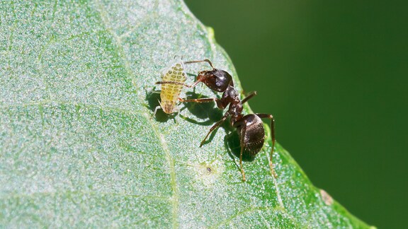 Ameise fängt eine Blattlaus auf einem Walnuss-Blatt