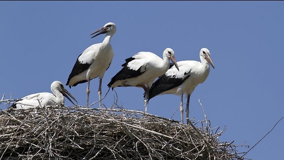 Storchenjunge im Nest