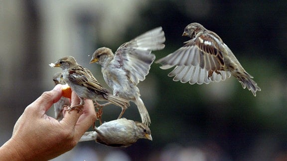 Vier Vögel landen auf einer Hand.