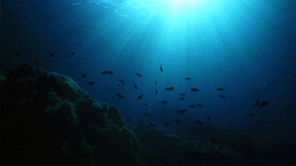 Blick in eine Unterwasserwelt mit Fischen.