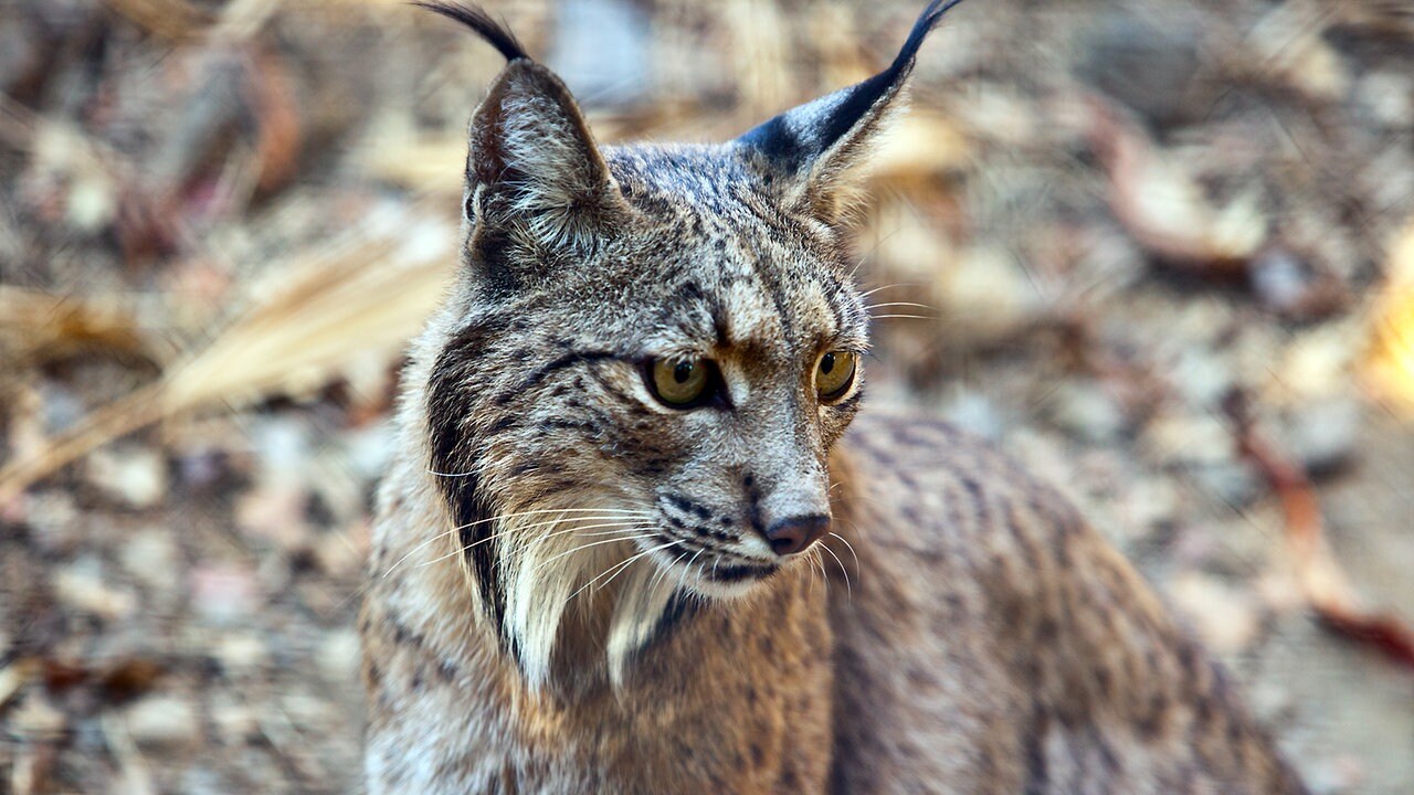 Luchs Und Wildkatze Sind Immer Noch Gefahrdet Mdr De