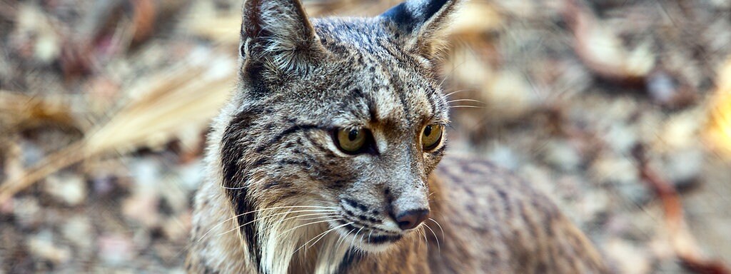 Luchs Und Wildkatze Sind Immer Noch Gefahrdet Mdr De