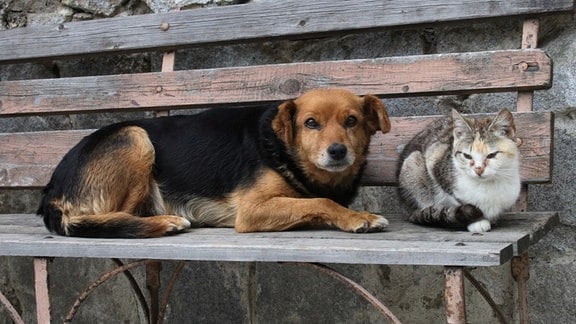 Katze und Hund ruhen zusammen auf einer Bank