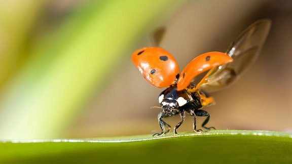 ein Marienkäfer sitzt auf einem Grasblatt mit geöffneten Flügeln