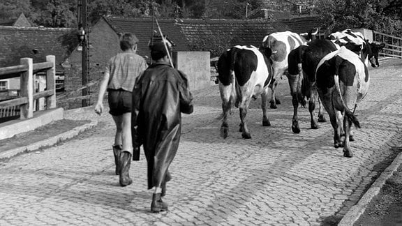 Kinder treiben Kühe über Straße unterhalb Burg Saaleck