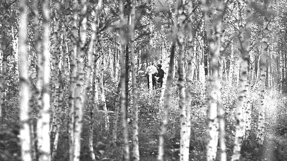 Blick durch die Stämme eines dichten Birkenwalds auf ein Pärchen.