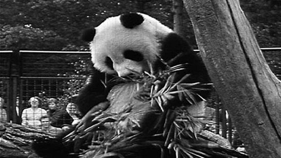 Pandabär Chi Chi