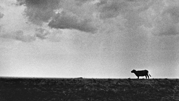 Silhouette einer Kuh auf einem Feld