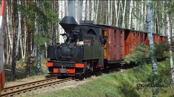Schmalspurbahn in einem Birkenwald