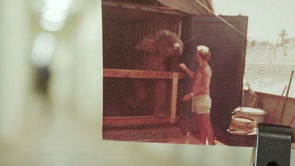 Ein Elefant wird aus Vietnam in den Zoo Leipzig verschifft