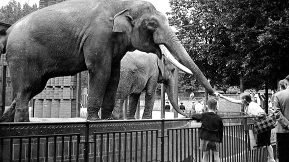 Ein Elefant streckt seinen Rüssel einem Mädchen entgegen.