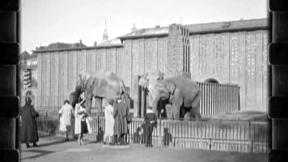 Drei Leipziger Elefanten stehen in ihrem Gehege, beobachtet von Zoogästen.