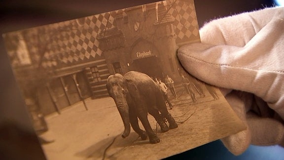 Hand im Handschuh hält altes Foto, das einen Elefanten zeigt.