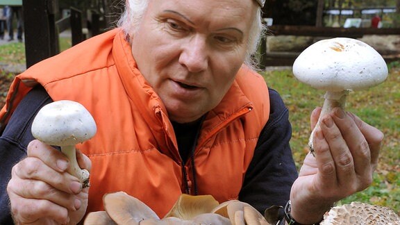 Peter Rohland hält 2012 über verschiedenen Pilzsorten einen essbaren Anischampignon und einen giftigen Champignon in den Händen. 