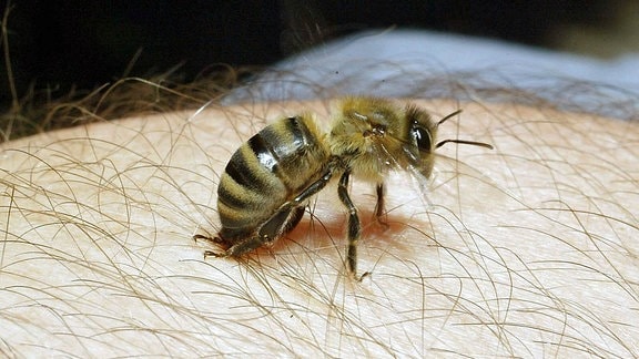 Biene setzt zum Stich an