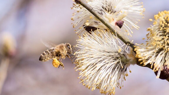 Eine Biene, deren Beinkörbchen mit Pollen gefüllt sind, fliegt eine Baumblüte an. 