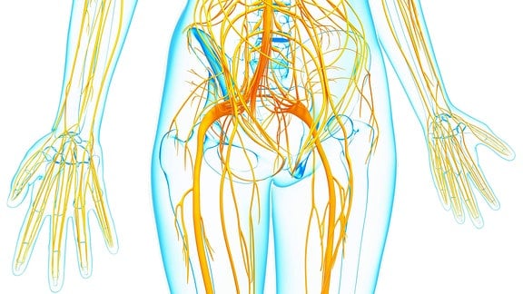 Grafische Darstellung des menschlichen Nervensystems.
