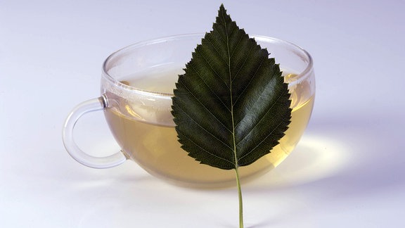 Ein Birkenblatt lehn an einer Tasse Tee