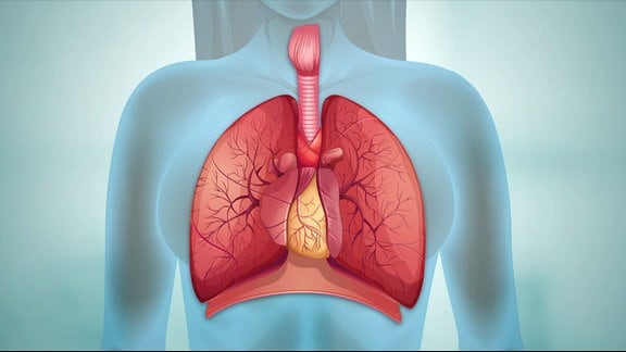 Darstellung der Lunge im menschlichen Körper.