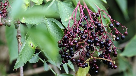 Die reifen Früchte des schwarzen Holunder zur Sommerzeit