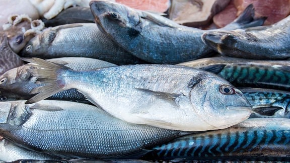 Dorade, Makrelen und andere Fische.