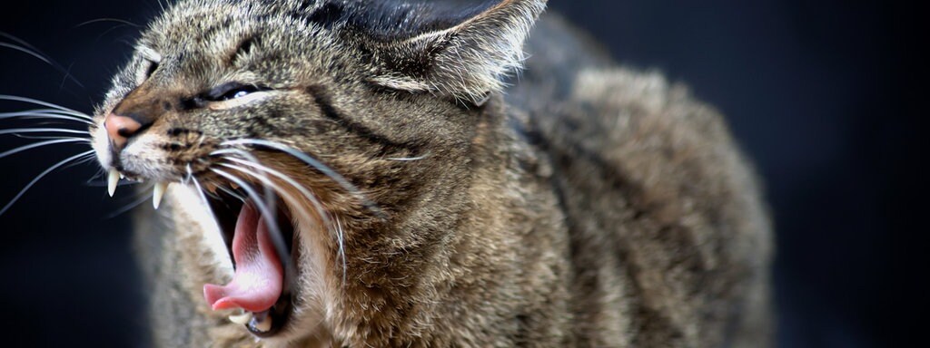 Gefährliche Tierbisse Mdrde