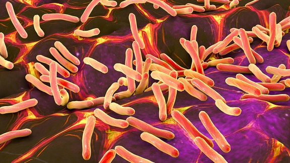 Illustration von stabförmigen Bakterien auf Haut oder Schleimhaut