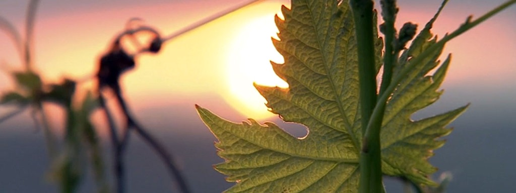 So Schutzen Sich Pflanzen Vor Sonnenbrand Mdr De