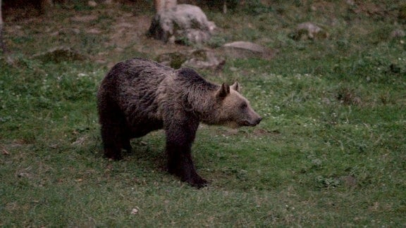 Braunbär in rumänischer Wildnis