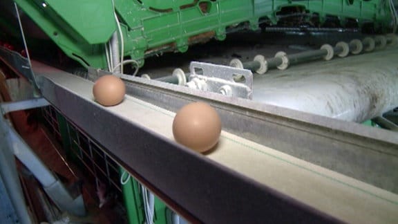 Eierproduktion in Rumänien.