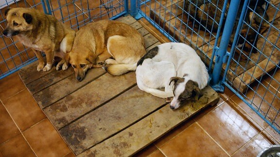 Straßenhunde in einem Heim für Straßenhunde in Bukarest