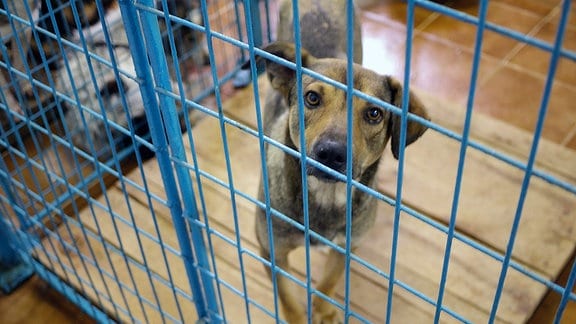 Ein Hund schaut aus einem Käfig