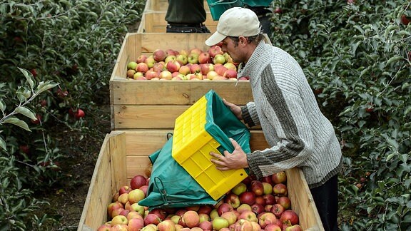 Arbeiter schütten Äpfel in Kisten