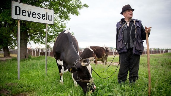 Ein Hirte steht am 12.05.2016 in Deveselu in Rumänien mit seinen Kühen am Ortsschild. Hier in der Nähe steht ein Nato-Raketenabwehrsystem