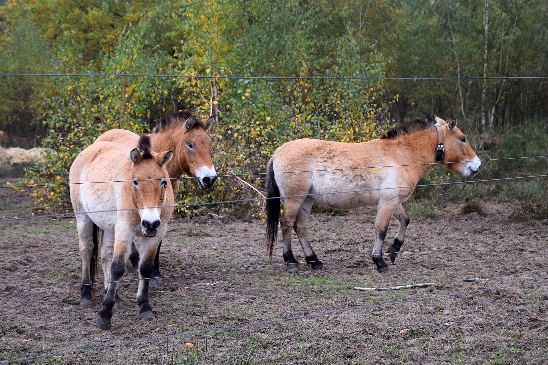 Die Naturlandschaft Döberitzer Heide MDR.DE