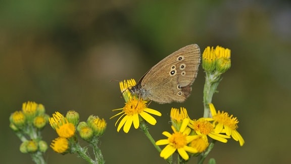 Schmetterlin auf Blume