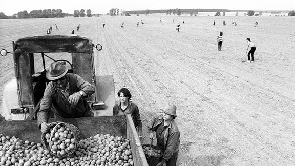 Jugendliche stehen vor einem vollbeladenen Hänger und helfen bei der Kartoffelernte der LPG Dahme