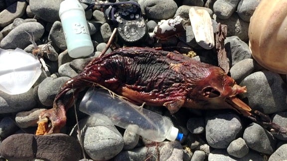 Mumifizierter Fisch zwischen Müll