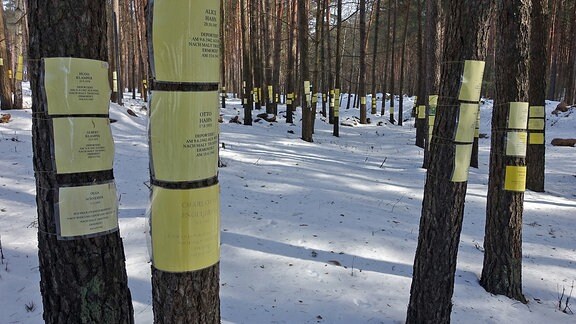 Gelbe Zettel mit den Namen ermordeten Juden an Bäumen nahe der ehemaligen Erschießungsstelle Blagowschtschina