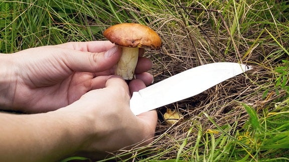 Ein Pilzsammler hält einen abgeschnittenen Pilz zwischen Daumen und Zeigefinger.