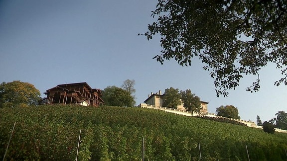 Weinanbau in Prag