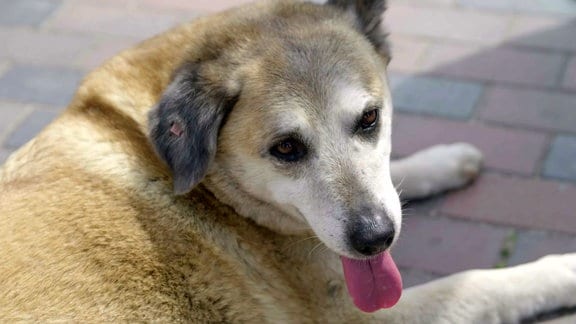 Straßenhunde Bulgarien Warna Goldstrand