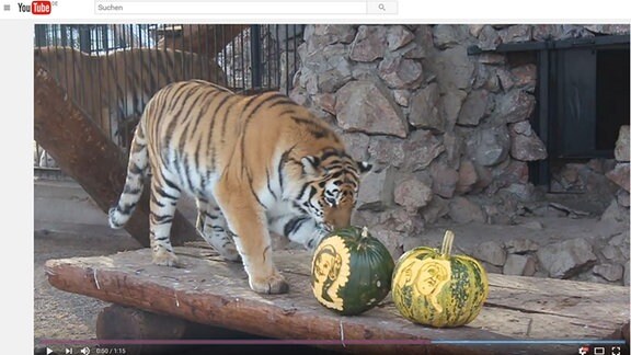 Tiger spielt mit zwei Kürbissen
