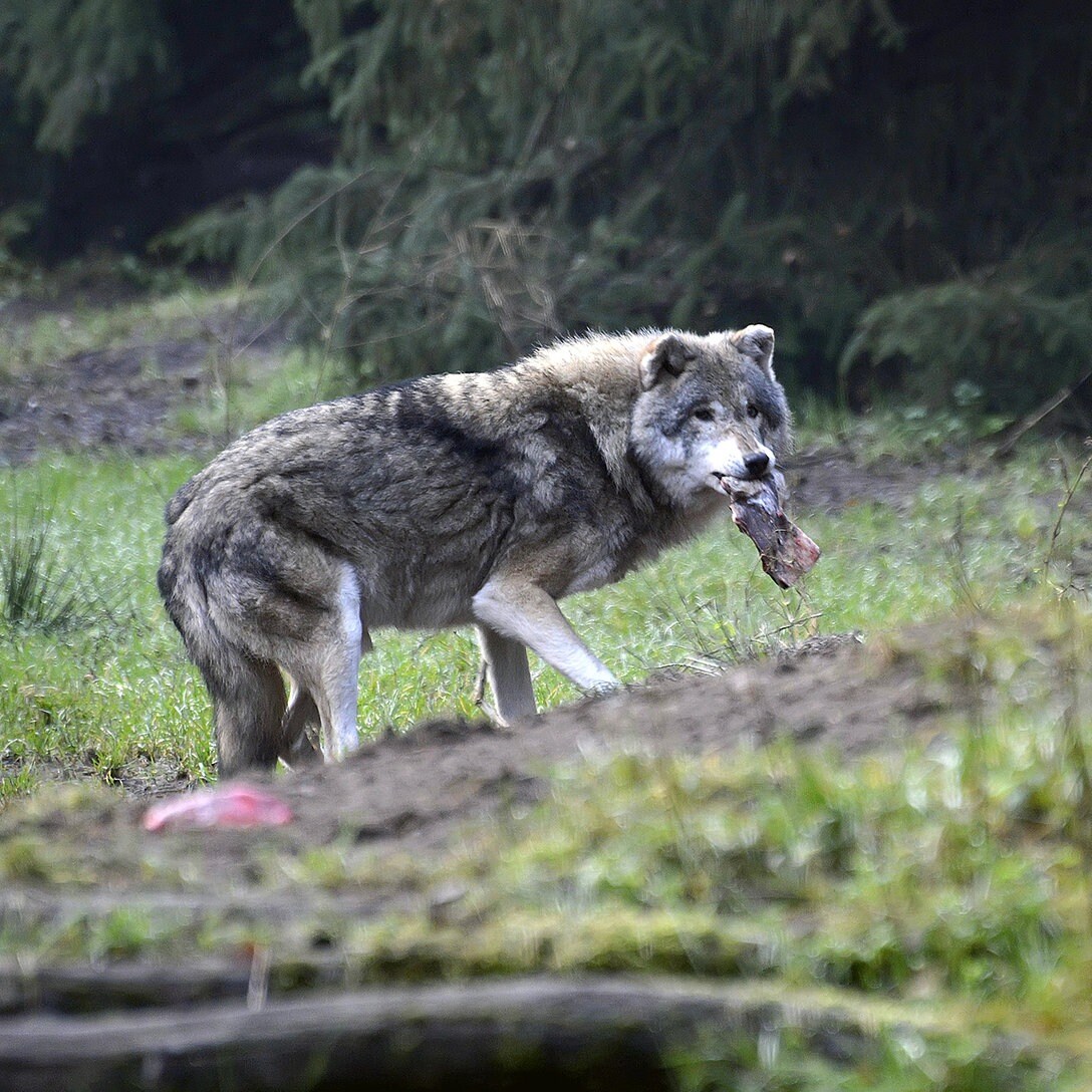 Themenschwerpunkt Der Wolf In Sachsen Anhalt Mdr De