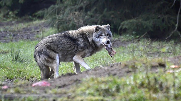 Ein Wolf im Wildpark Schorfheide trägt 2014 ein Stück Fleisch im Maul.
