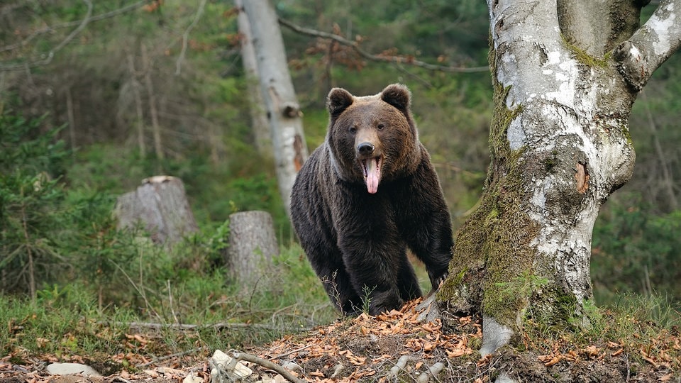 Die Ursache des Problem Rewilding Europe Parey Jagdausbildung Die Ursache des Problem Rewilding Europe Parey Jagdausbildung