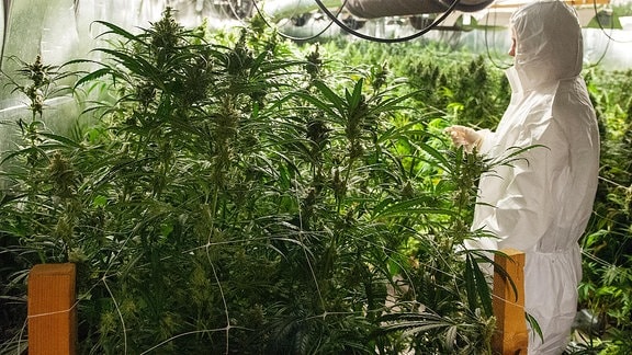 Eine Polizistin der Spurensicherung in einer Cannabis-Plantage. 