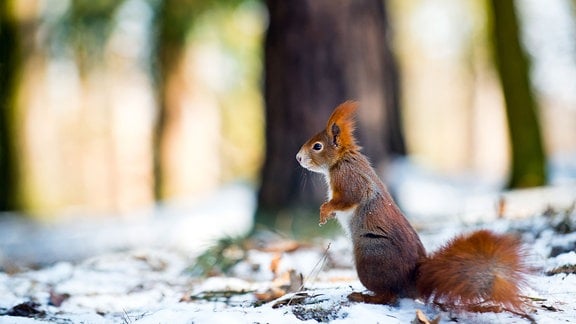 Eichhörnchen in Winterszene.