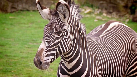 Ein Zebra steht auf einer Wiese