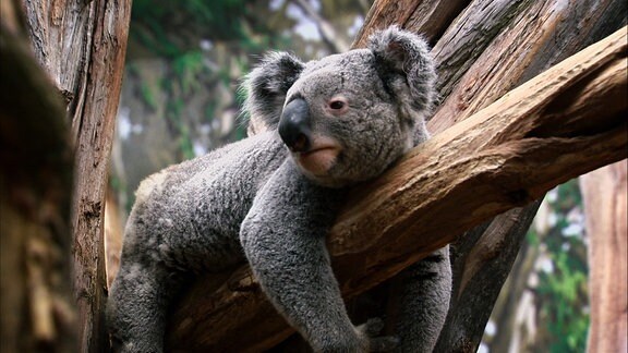 Ein Koala liegt auf einem Ast im Baum und schaut müde